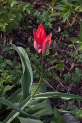 One red tulip on a natural green background. Close up