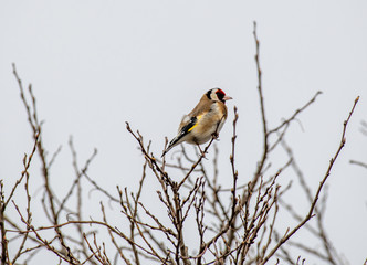 Perching Goldfinch (Carduelis carduelis) in early winter