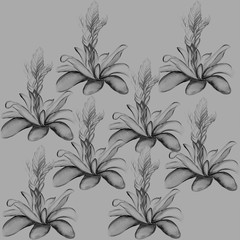 Beautiful tropical flower botany art illustration