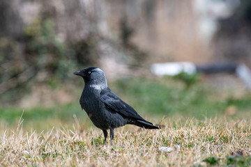 The western jackdaw (Corvus monedula) on the green grass