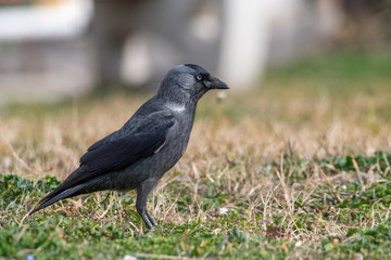 The western jackdaw (Corvus monedula) on the green grass