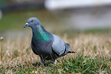 Portrait of a beautiful  pigeon on a sunny  day.