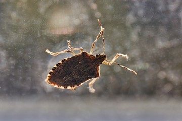 Stink bug on a window glass surface in sunlight - obrazy, fototapety, plakaty