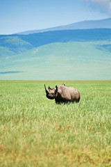 White rhinoceros in the grass
