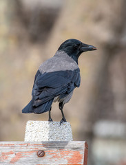 Hooded crow (Corvus cornix) Wildlife in natural habitat