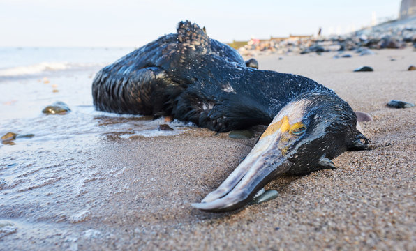 A big dead black cormorant sea bird washed up on a polluted beach, after an oil spill in the sea. Marine birds eating fish that have digested plastic, poisoning and killing marine wildlife.