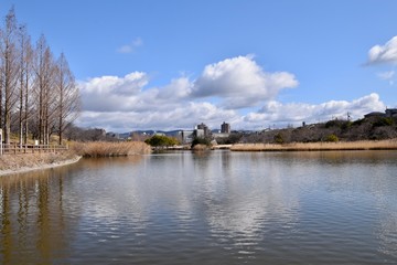 Fototapeta na wymiar 公園の池