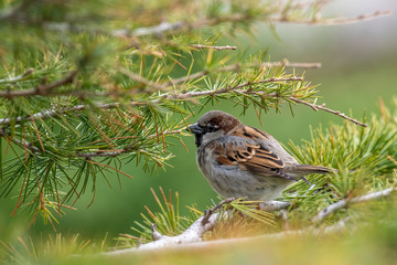 House Sparrow (Passer domesticus ) in natural background