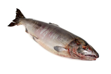 Chum salmon