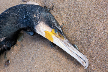 A big dead black cormorant sea bird washed up on a polluted beach, after an oil spill in the sea....