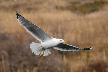 Yellow-legged gull (larus michahellis) in flight on blue sky