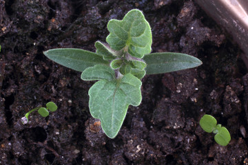 Young tomato sprout