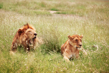 Naklejka premium Lion and lioness lying in the grass