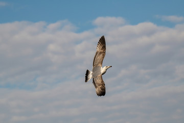 Yellow-legged gull (larus michahellis) in flight on blue sky