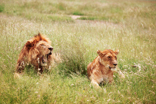 Lion and lioness lying in the grass