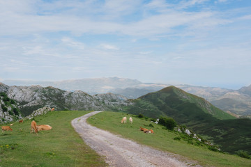 Road between the mountains, with green grass and cows around in a sunny day in Asturias , Spain