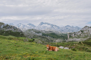 Fototapeta premium alps, among, attractive, beautiful, beauty, blue, city, cloud, country, countryside, cows, day, environment, famous, field, forest, grass, green, hill, historical, landmark, landscape, lawn, localitie