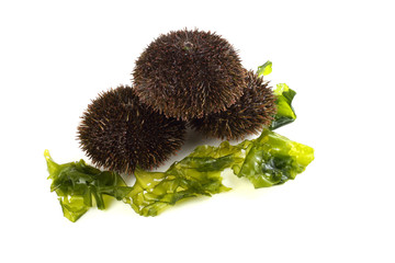 Gray sea urchins on alga