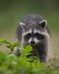 Raccoon in a Florida Swamp 