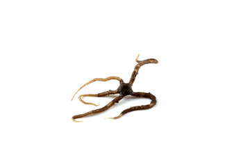 Obraz premium Ophiuroidea