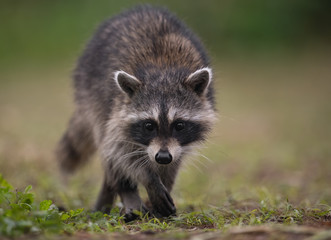 Naklejka na ściany i meble Raccoon in a Florida Swamp 