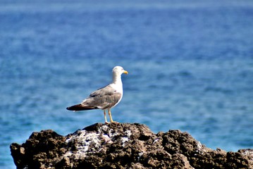 Sea prints from El Remo, on the island of La Palma