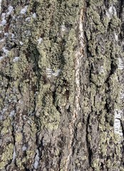 lichen on the bark birch