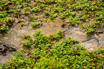 Fototapeta premium Watercress, fresh eatable herb and medicinal plant in spring in