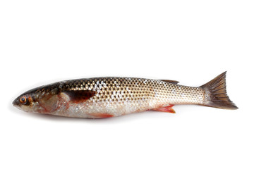 Pelengas (So-iny mullet)