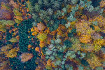 Fototapeta na wymiar Aerial top down view of autumn forest with green and yellow trees. Mixed deciduous and coniferous forest. Autumn forest from above. Colorful forest aerial view. Scenic yellow trees in woodland.
