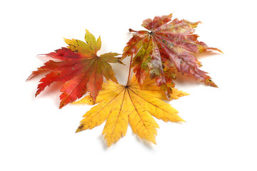 Multicolor autumn maple leaves