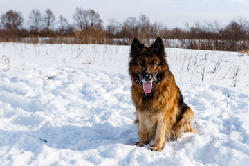German Shepherd dog with its tongue hanging out is sitting on the snow.