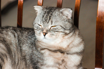 Portrait of grey scottish fold cat. Tabby shorthair kitten. Beautiful background for wallpaper, cover, postcard. Surprised cat with big yellow wide open eyes on bright background. Isolated, closeup.