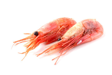Shrimps