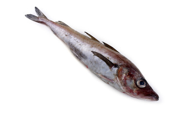 Alaska pollock