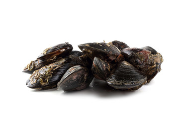 Mussels