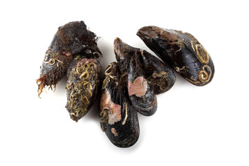 Mussels