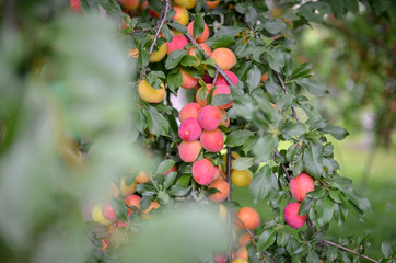 A lot of fresh juicy plums ripening in the garden.