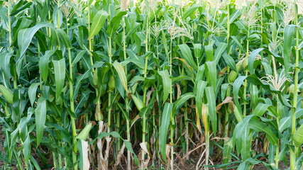 unharvested natural green corn