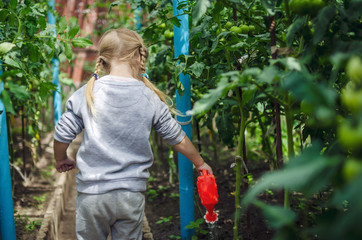 Fototapeta premium Little girl helping her parents in the greenhouse, watering vegetables. View from back.