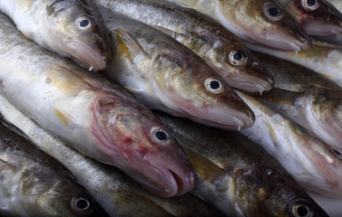 Saffron cod