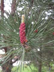 pine tree branch with cones