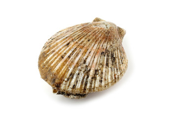 Scallop