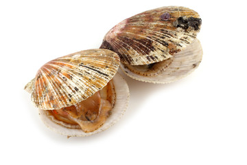Opened scallops