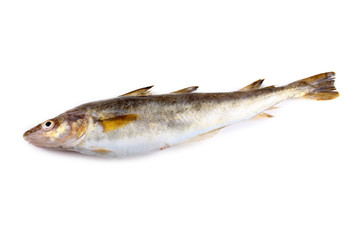 Safron cod fish