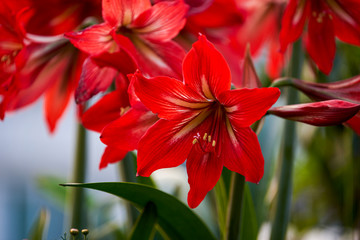 Bush of red Hippeastrum in full bloom