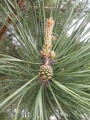pine tree branch