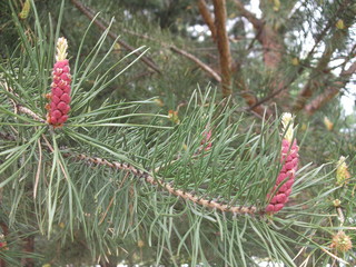pine branch with cones