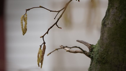 zielony © Magorzata