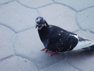 pigeon 